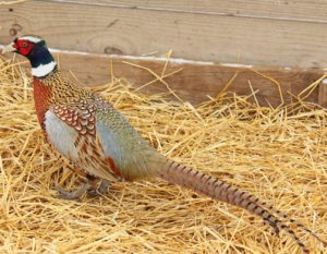 Chinese Ring neck pheasant