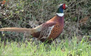 Mongolian Ring Neck Pheasant