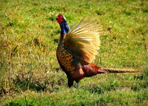 Ring Neck Pheasant