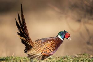 Kansas Game Bird