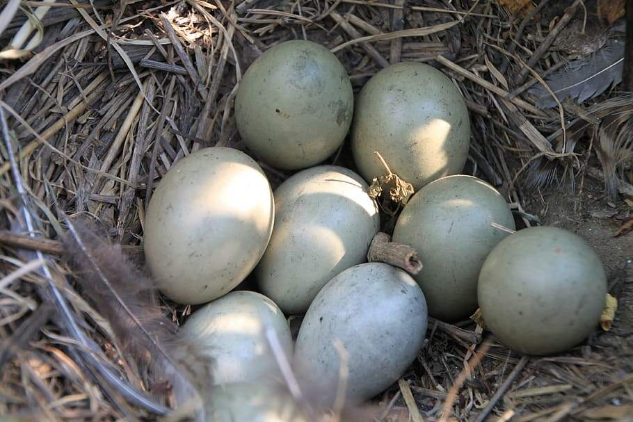 Pheasant Eggs