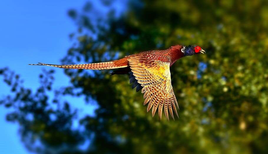 Ring-Necked Pheasant in Flight